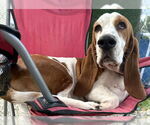 Small #1 Basset Hound