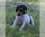 Puppy 6 German Shorthaired Pointer