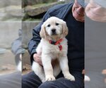 Small Photo #4 Golden Retriever Puppy For Sale in Enfield, CT, USA