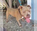 Small American Pit Bull Terrier
