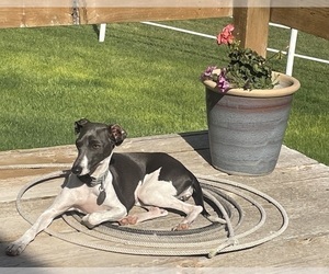 Mother of the Italian Greyhound puppies born on 06/25/2023