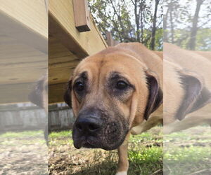 Mastiff-Unknown Mix Dogs for adoption in Jackson, MS, USA