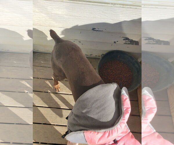 Medium Photo #13 Doberman Pinscher Puppy For Sale in Buffalo, MN, USA