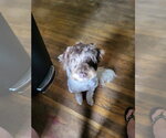 Small #3 Mutt