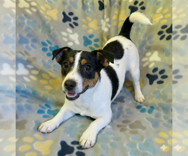 Medium Photo #11 Jack Chi Puppy For Sale in Grovertown, IN, USA