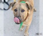 Small #2 Mutt
