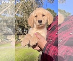 Small Photo #7 Golden Retriever Puppy For Sale in OCALA, FL, USA