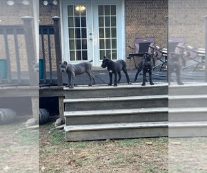 Cane Corso Puppy for Sale in PARAGOULD, Arkansas USA