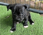 Puppy Sven Boxer-Chihuahua Mix