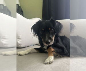 Medium Australian Shepherd