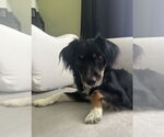 Small Australian Shepherd