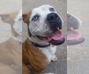 Violet Beauregarde Lonestar - Female Boxer-Unknown Mix Dog for Adoption - Photo #17