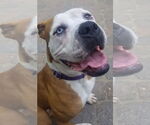 Small #16 Boxer Mix