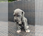 Small Photo #7 Great Dane Puppy For Sale in GREENVILLE, NC, USA