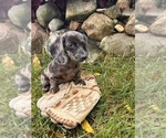Small #3 Dachshund