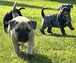 Small Photo #18 American Bully Puppy For Sale in PLAINFIELD, CT, USA