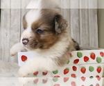 Small Photo #1 Miniature Australian Shepherd Puppy For Sale in STAFFORD, VA, USA