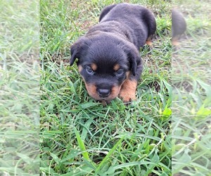 Rottweiler Puppy for sale in LISBON, OH, USA