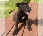Small #1 Dutch Shepherd -Labrador Retriever Mix