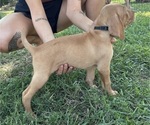 Small #10 Vizsla