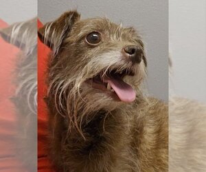 Mutt Dogs for adoption in Olalla, WA, USA