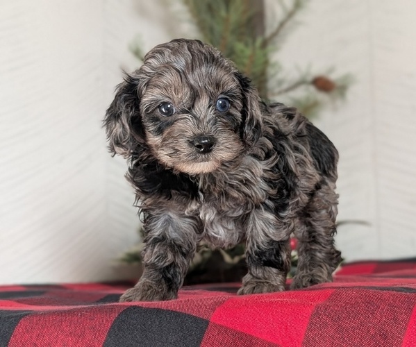 Medium Photo #13 Cockapoo (Miniature) Puppy For Sale in GOSHEN, IN, USA