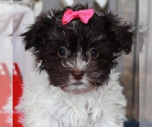 Havanese Puppy for sale in NAPLES, FL, USA