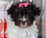 Small Havanese