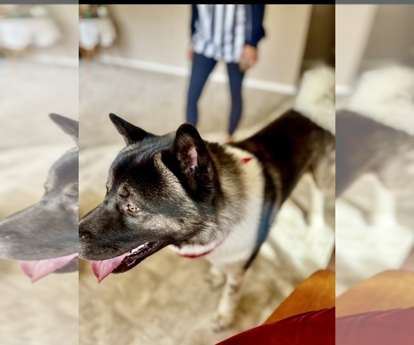 Medium Photo #4 Akita-Bernedoodle Mix Puppy For Sale in TUCSON, AZ, USA