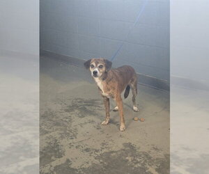Beagle-Unknown Mix Dogs for adoption in Tallahassee, FL, USA