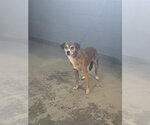 KAT - Female Beagle-Unknown Mix Dog for Adoption - Small photo