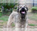 Small #2 Anatolian Shepherd