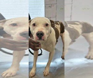 Mutt Dogs for adoption in Tarboro, NC, USA