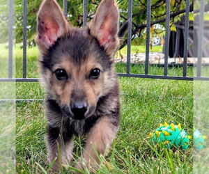 Medium German Shepherd Dog