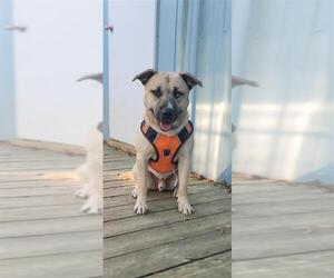 Jacoby - Male Siberian Husky-Unknown Mix Dog for Adoption - Photo #6