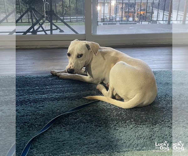 Medium Photo #7 Labrador Retriever-Unknown Mix Puppy For Sale in Washington, DC, USA