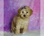 Small Photo #36 Poodle (Miniature) Puppy For Sale in WARSAW, IN, USA