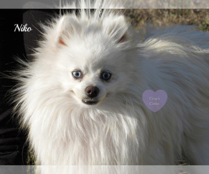 Father of the Pomeranian puppies born on 10/11/2021