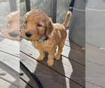 Small #23 Goldendoodle