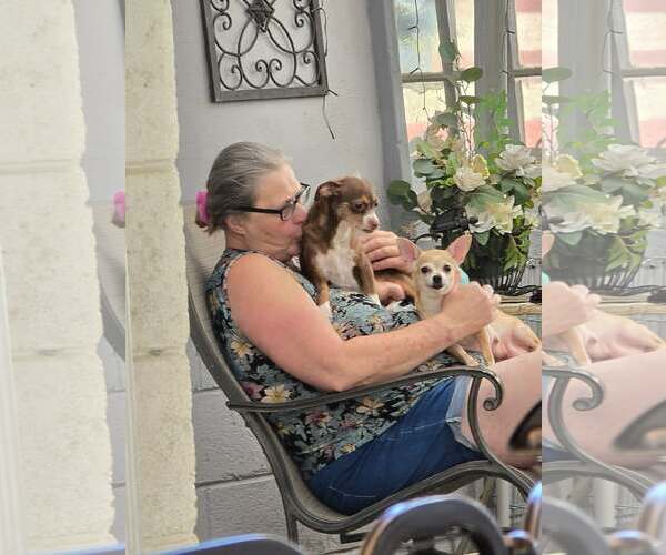 Medium Photo #7 Chihuahua Puppy For Sale in Sandy, UT, USA