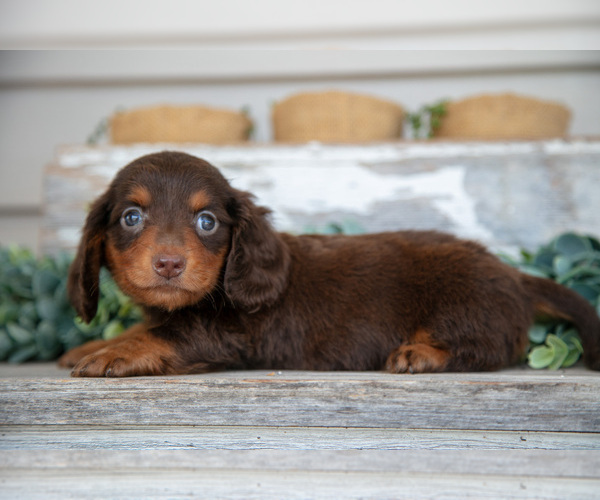 Medium Photo #3 Dachshund Puppy For Sale in NAPPANEE, IN, USA