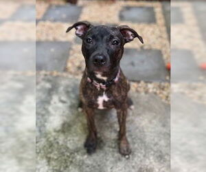 Mutt Dogs for adoption in Philadelphia, PA, USA
