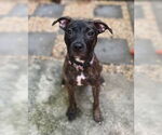 Small Mutt