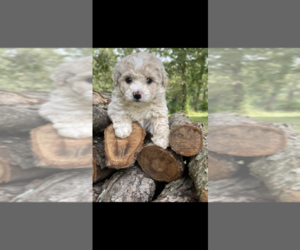 Poochon Puppy for sale in PRINCETON, KY, USA