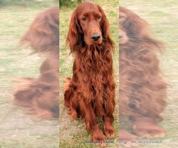 Medium Photo #1 Irish Setter Puppy For Sale in EXCELSIOR SPRINGS, MO, USA