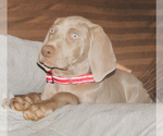 Small #2 Weimaraner