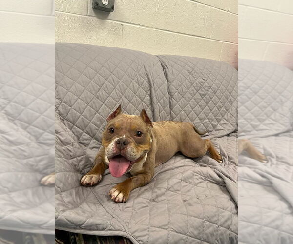 Medium Photo #7 Bulldog Puppy For Sale in Muskegon, MI, USA