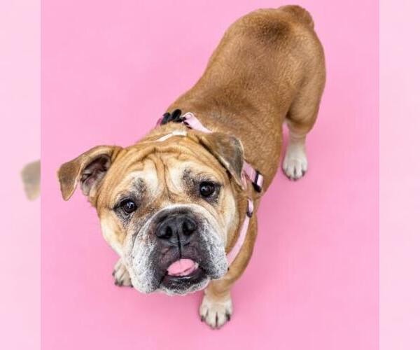 Medium Photo #1 Bulldog-Unknown Mix Puppy For Sale in HESPERIA, CA, USA