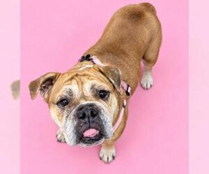 Bulldog-Unknown Mix Dogs for adoption in HESPERIA, CA, USA
