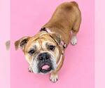 Small Bulldog Mix